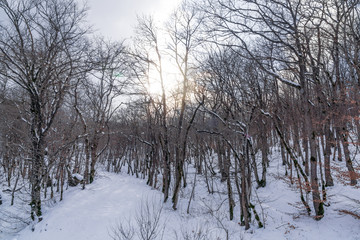 Winter forest,  snow covered bare trees