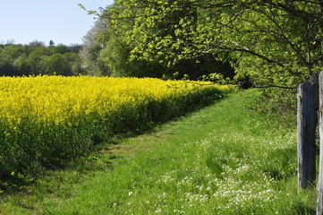 Feldweg mit Raps
