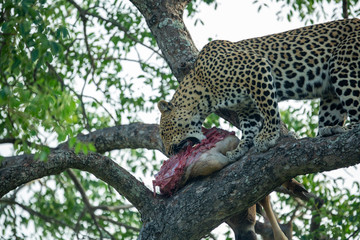 Fototapeta na wymiar A leopard female and her male cub around a kill. Showing off their athletic nature jumping around and out of trees. 