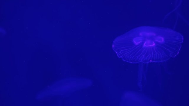 Transparent jellyfish swimming underwater in Aquarium. Marine life background.