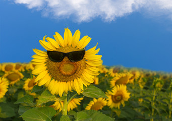 Sunflower wearing sunglasses over sunflowers field and blue sky with white clouds. Funny concepts.