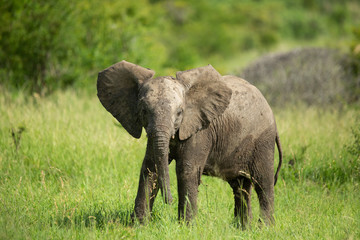 Young Elephant calf being inquisitive