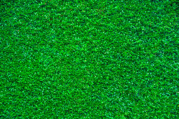Fototapeta premium Trimmed green leaves wall for texture background