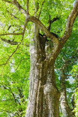 新緑のハルニレ