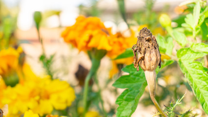 Marigold seed pod dried up on the flower head after being pollinated and ready for harvesting and seed saving for companion planting. Brown, dried up flower at the end of its lifecycle.