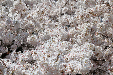 Japanese Cherry Blossom 1