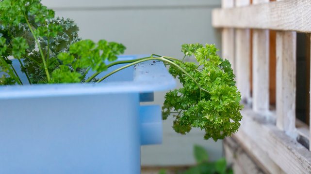 Curley parsley stem leaning out of a blue pot on a home patio container garden, growing herbs and other plants as a gardening hobby, for fresh cooking ingredients and healthy lifestyle.