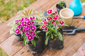 Gardening in the house, Close up of flowers and small trees, Copy-space