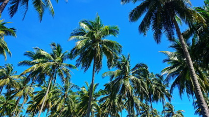 Obraz na płótnie Canvas tropical coconut trees up to good sky day 
