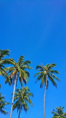 Fototapeta na wymiar tropical coconut trees up to good sky day 