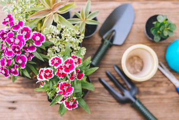 Gardening in the house, Focus on flowers, Top view.