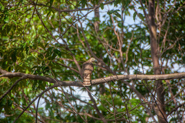 Amur Falcon the uncommon migratory raptor