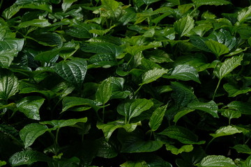 Betel leaves growth up in the garden.