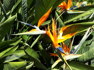 bird of paradise
