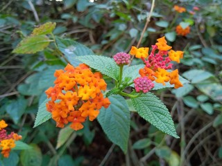 flowers in the garden