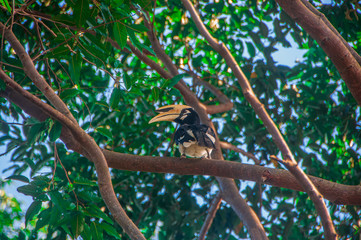 Great Hornbill on tree in Khao Yai National Park.Thailand
