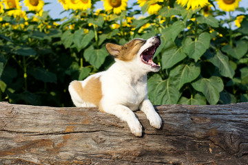 Puppy yawning and sleeping on tree trunk over oganic sunflower field. Copy space for text. Can used for language of dogs content.