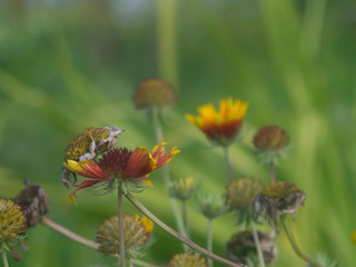 rudbeckia flowers in the garden in summer , Russia
