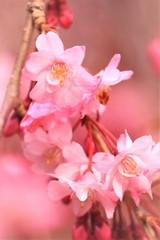 鮮やかな枝垂桜