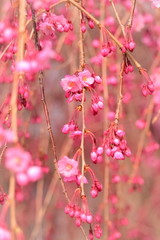 鮮やかな枝垂桜