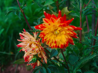 red and yellow dahlias in the garden, Russia
