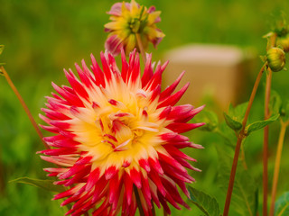 red and yellow dahlias in the garden, Russia