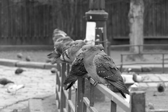 Pigeons sit on the fance during the cloudy day