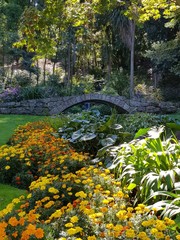 flowers in the park