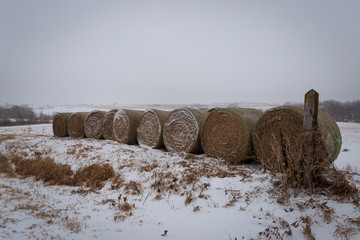 bales of hay covered in snow