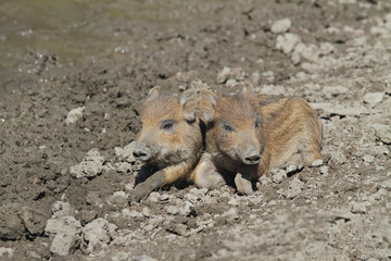 Fototapeta premium Frischlinge
