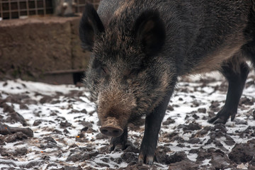 portrait of a wild boar locked in a corral