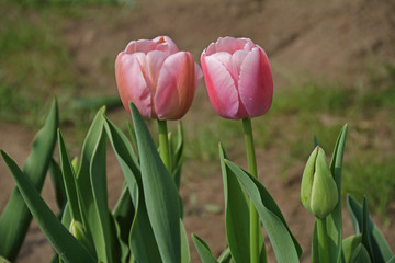 Tulpe