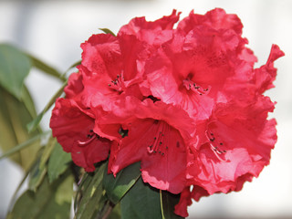 Rhododendron