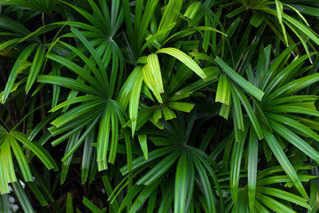 Green palm tree leaves background.