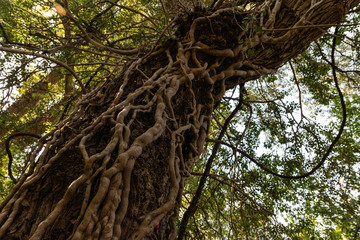 sculpture on the tree