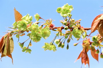 美しい御衣黄桜