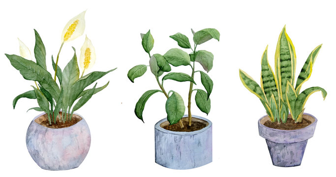 Watercolor Hand Drawn Illustration Potted Plants Snake Rubber Peace Lily Mother In Law Tongue On White Isolated Background Nature Natural Indoor Interior Flowers Pastel Neutral Grey Realistic Green