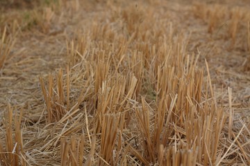 Rice stubble in the field after harvest