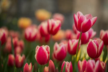 Fotobehang tulips © ceylan_m