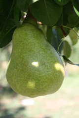 Pear