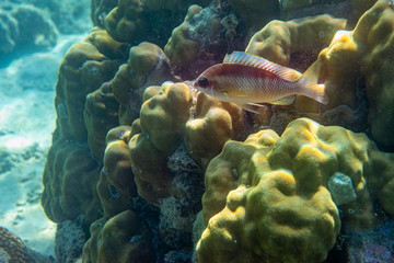 Underwater Marine Life: Fish, Clams, Corals, Divers