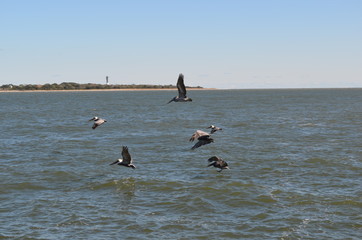 Pelicans in flight