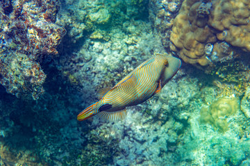 Naklejka na ściany i meble Unterwasseraufnahmen: Triggerfish, Korallen