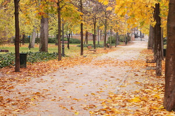 paisaje otoñal de un parque con lleno de colores ocres y amarillos, soft focus, vintage, red,...