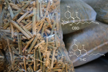 cbd & thc in dried cannabis branch & leaves. marijuana plant cultivation