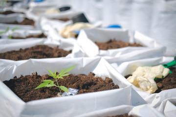 growing cannabis marijuana herb plant in outdoor farm