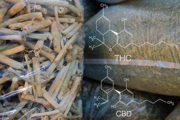 cbd & thc in dried cannabis branch & leaves. marijuana plant cultivation