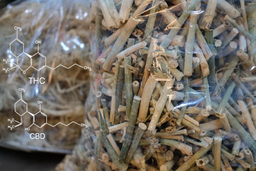 cbd & thc in dried cannabis branch & root. marijuana plant cultivation