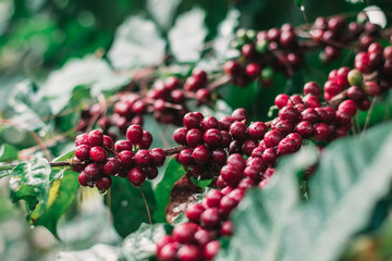 Cherry coffee from a rich and ripe coffee tree is a red seed that is ready to harvest