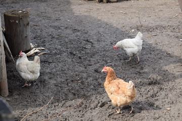 chickens on farm